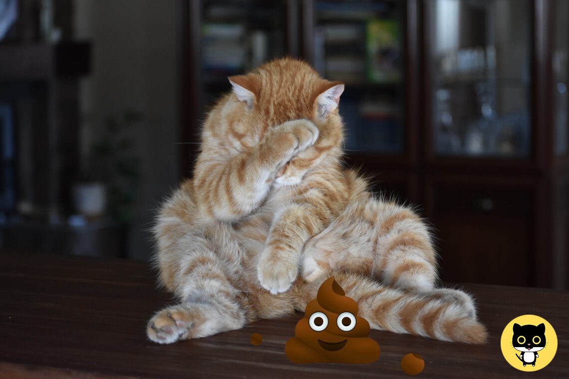 Brown Cat Poop