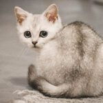 Burmilla