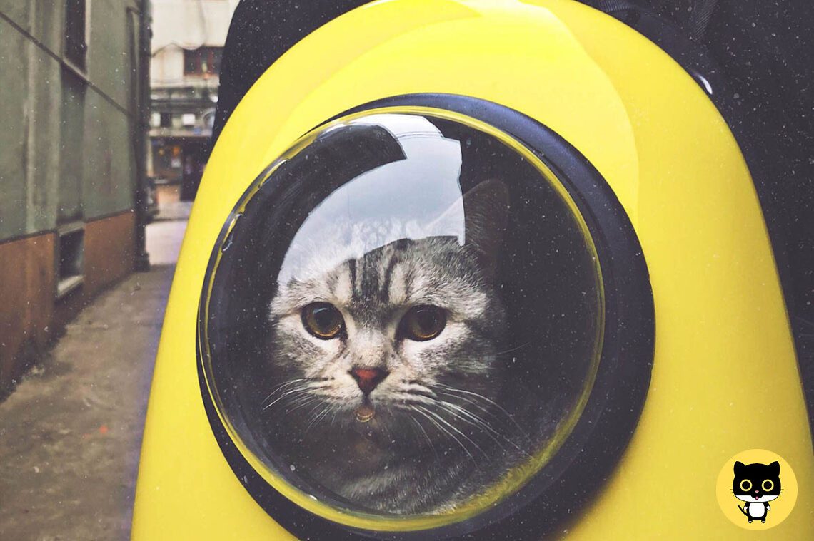 Cat Backpack or Carrier
