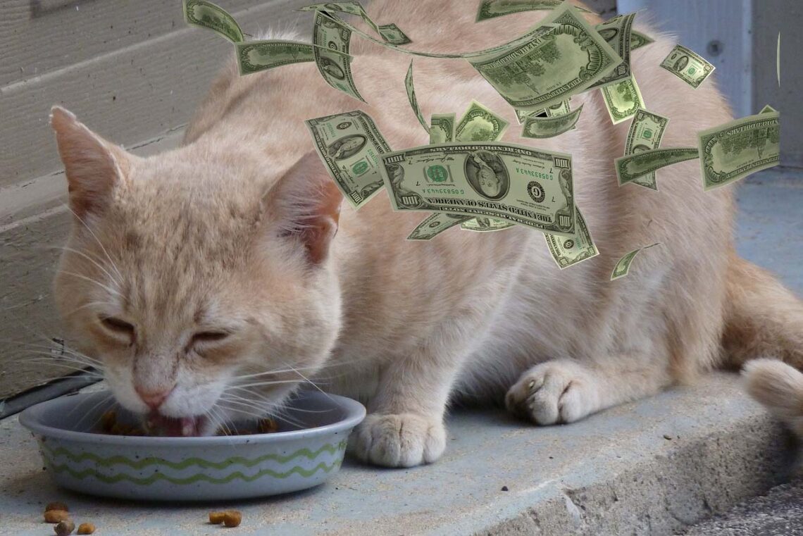 Cat food and Cost