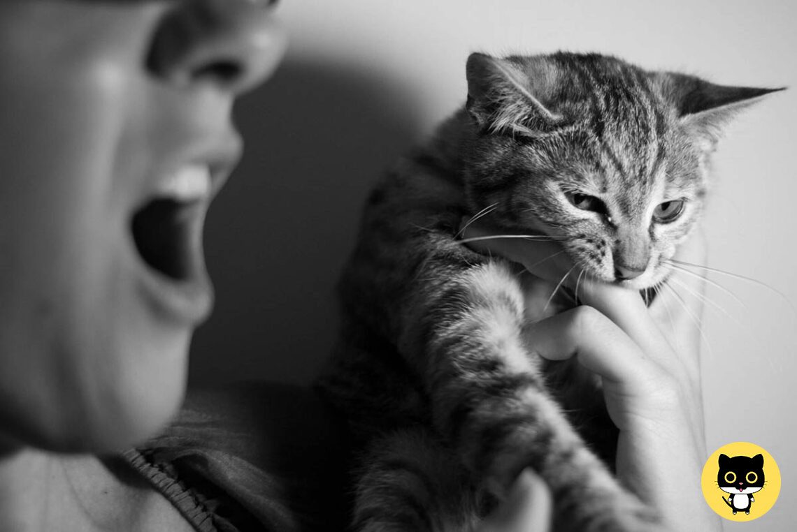 Cat love bites