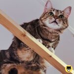 Chausie
