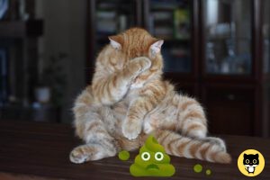 Green Cat Poop