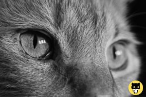 grey cat eye color
