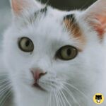 Korean Bobtail