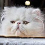 Persian