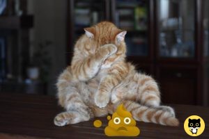 Orange or Yellow Cat Poop