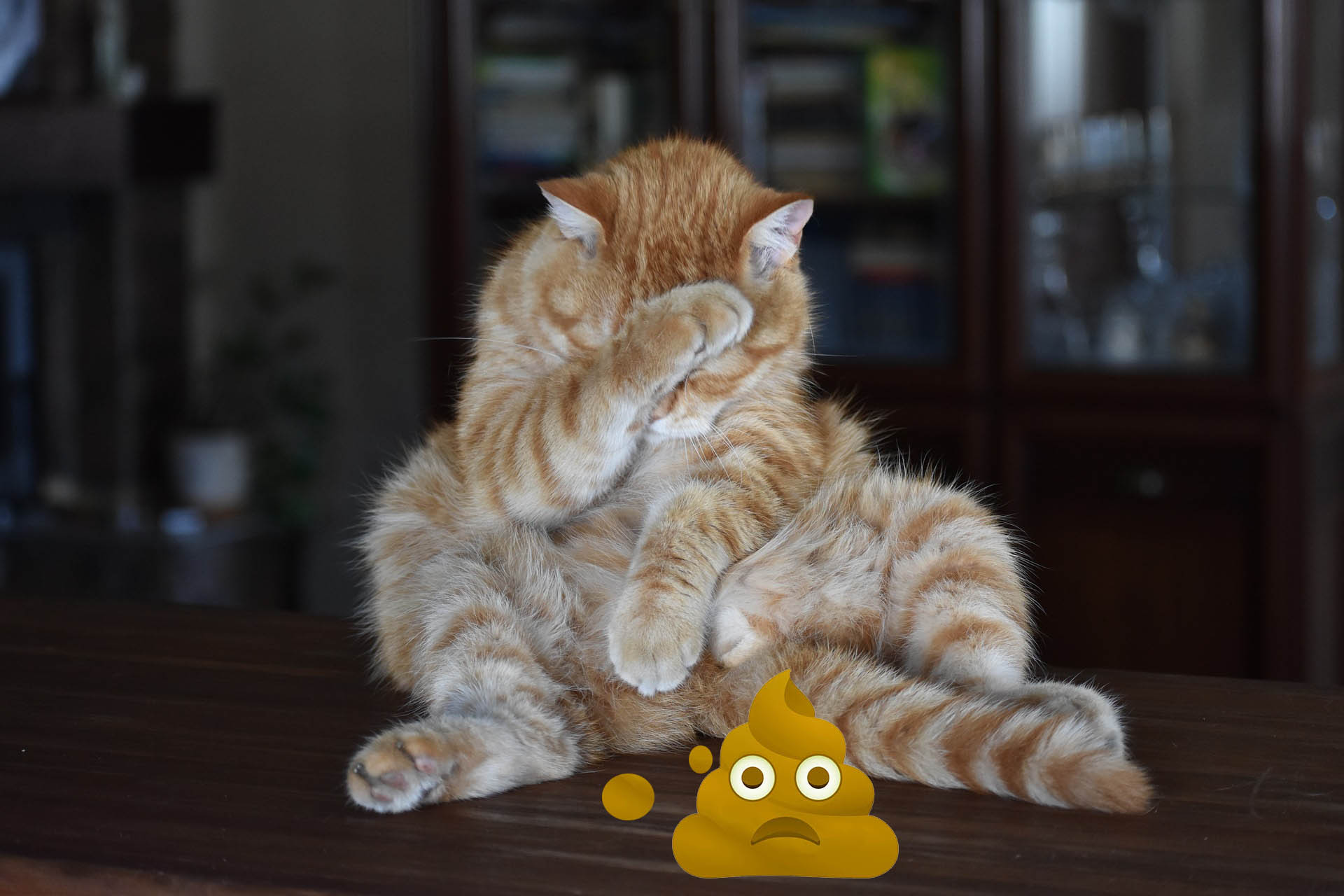 Orange or Yellow Cat Poop - Feed Stray Cats