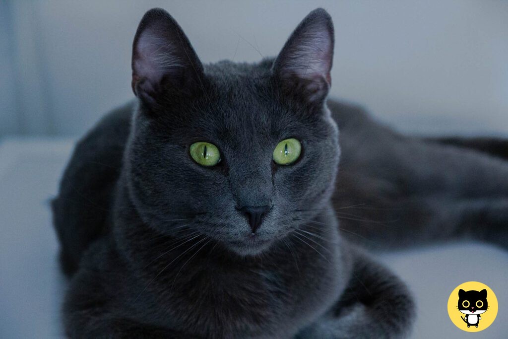 Russian blue cat breed