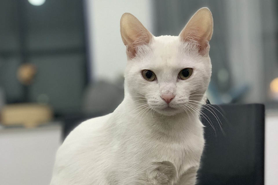 Russian White / Russian Black / Russian Tabby cat breed