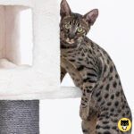 Savannah