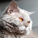 Selkirk Rex