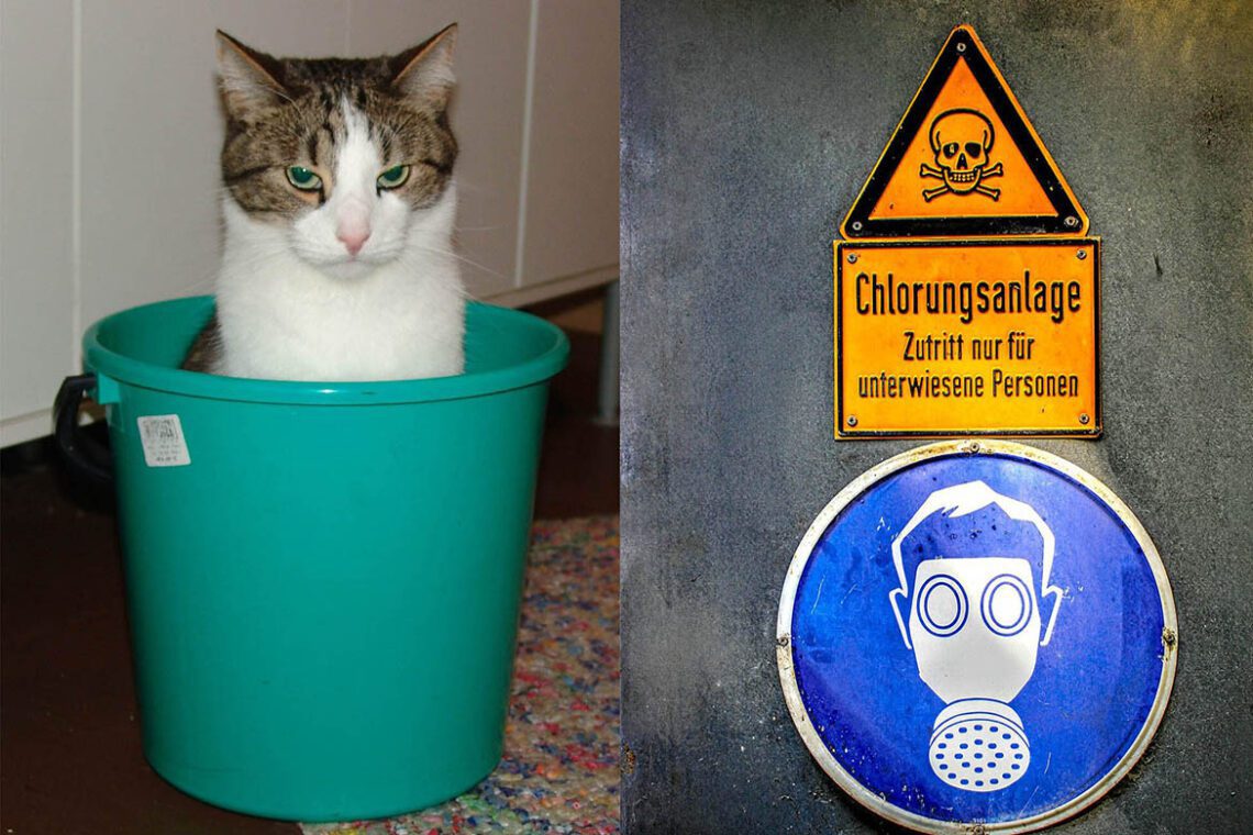 Toxic Household Hazards for Cats - Feed Stray Cats