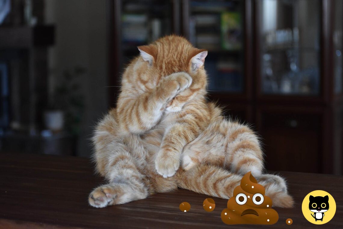 White Spots Cat Poop