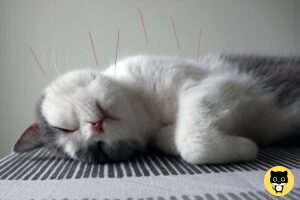 Acupuncture for Cats