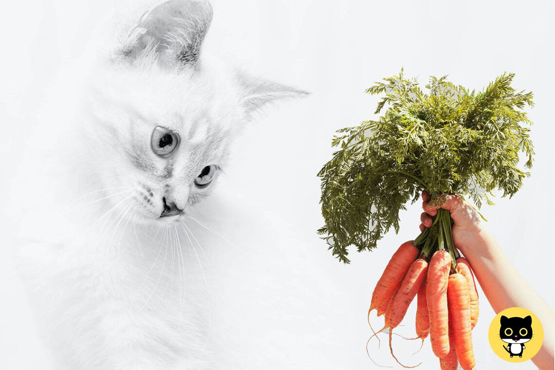 What vegetables can you feed a Cat?