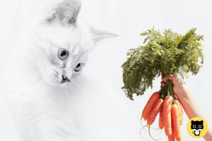 What Vegetables can you feed a Cat?