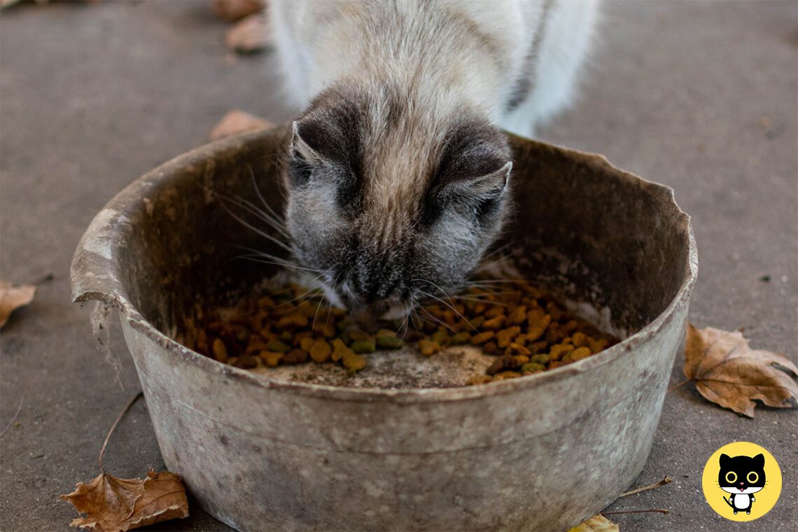 cat nutrition needs