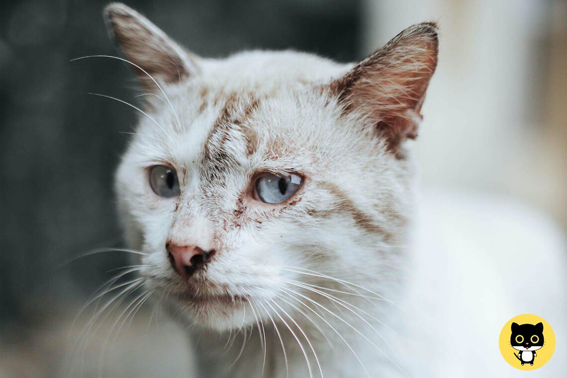 Colitis in cats