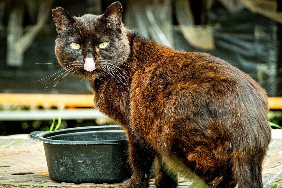 Should we Feed Stray Cats? - Feed Stray Cats