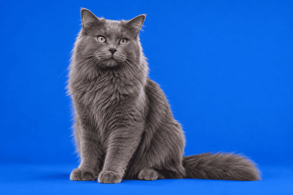 Cherubim Cat Breed