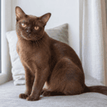 European Burmese